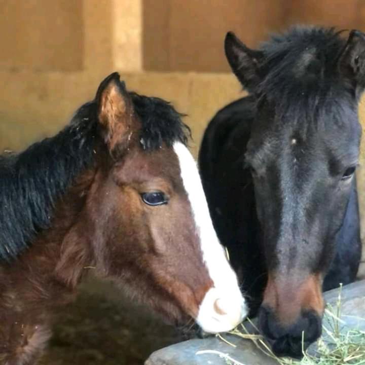ferme by Ikalimo Hotell Ourika Eksteriør bilde